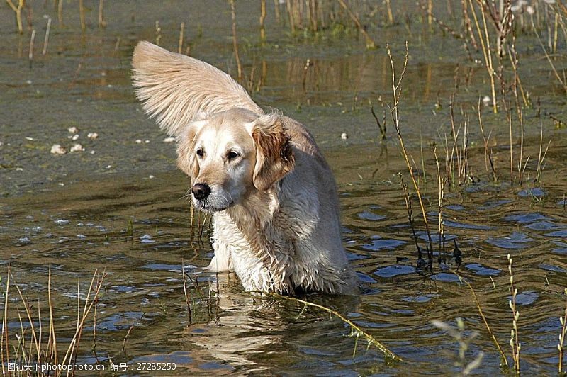 宠物动物名片水中的宠物狗