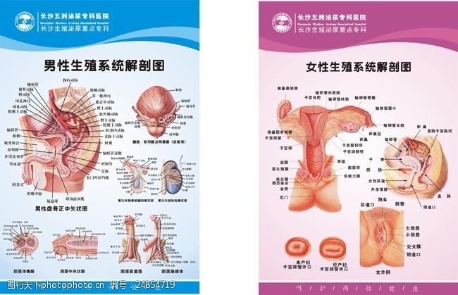 生殖系统图两性生殖系统医疗展板