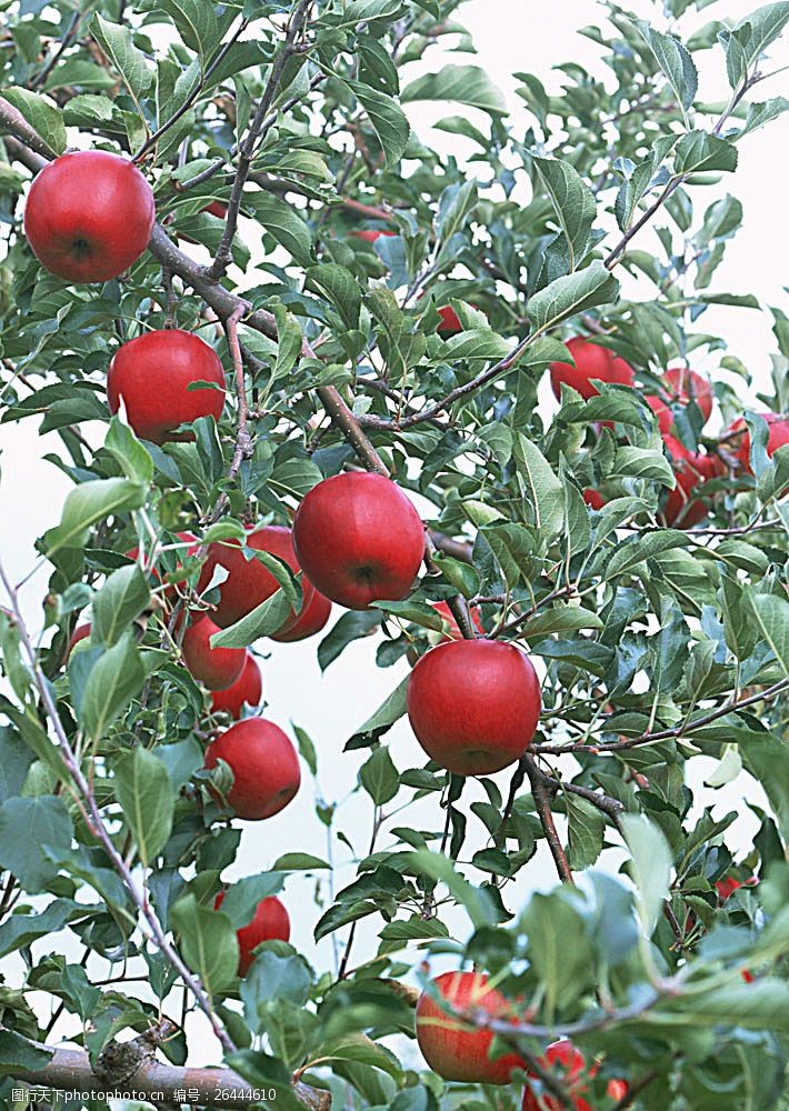 世界美食苹果树上的红苹果
