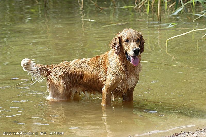 宠物名片水中的宠物狗