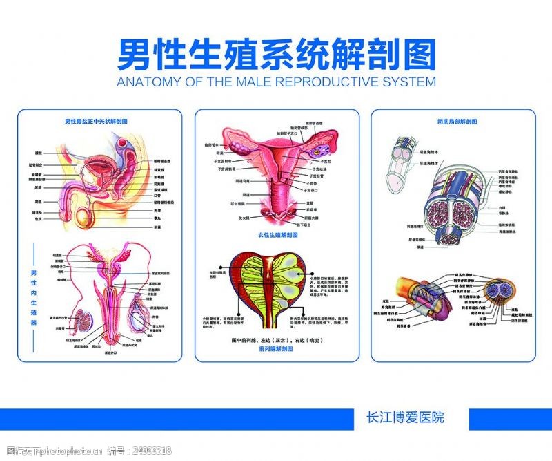 生殖系统图生殖系统解剖图