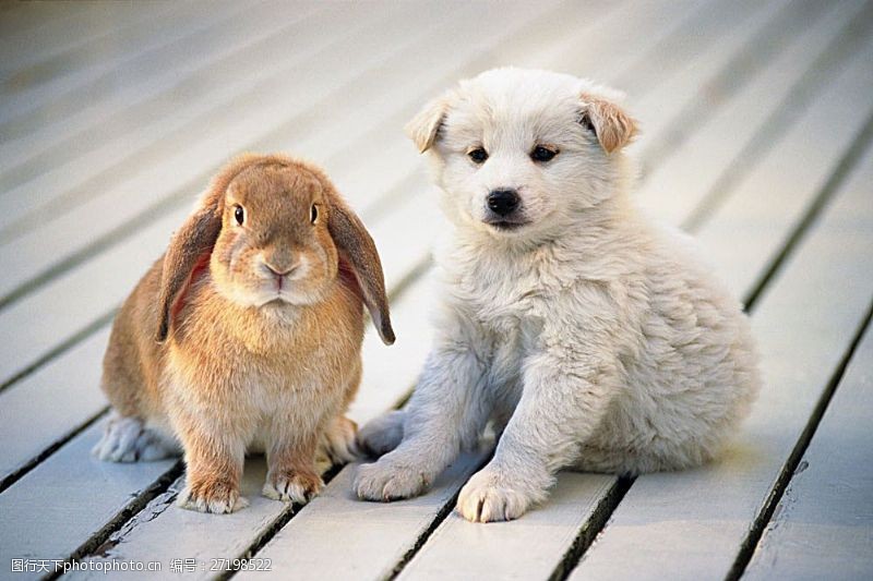 宠物名片兔子与小狗