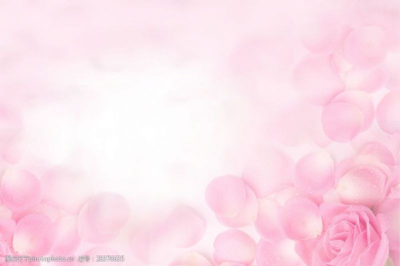 粉色玫瑰花瓣背景