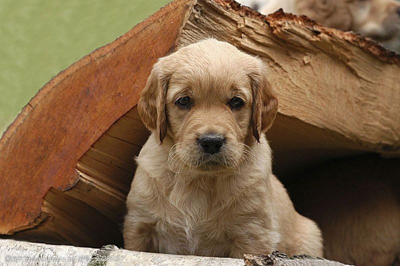 宠物动物名片木板中的小狗