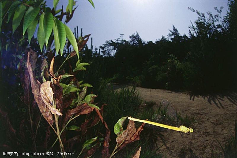 环境日林中飞翔的小蜻蜓