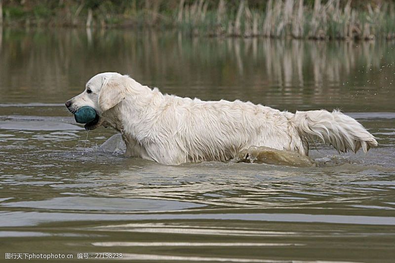 可爱名片水中叼着东西的狗儿