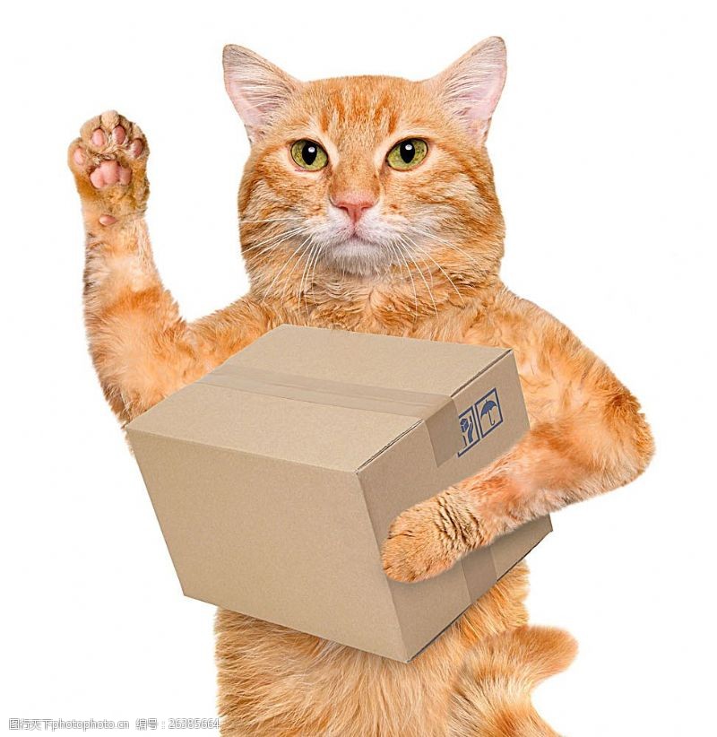白色箱子抱着箱子的小猫