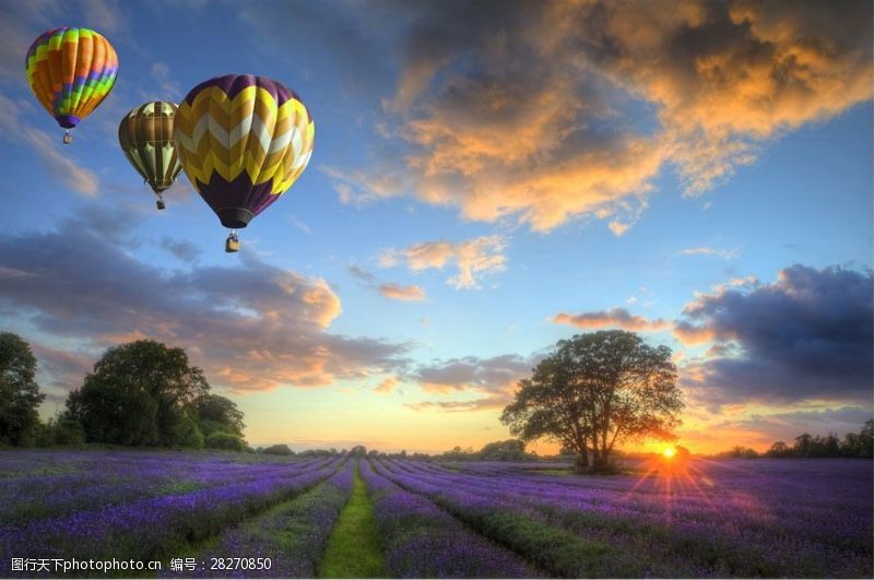 紫色天空花园上空的热气球