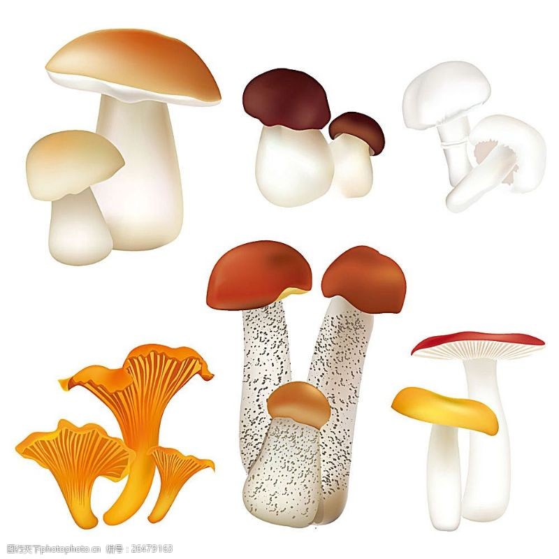 蘑菇菜矢量蘑菇
