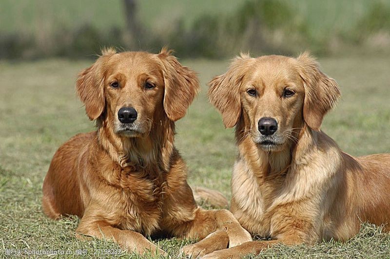宠物名片草地上的两只宠物狗