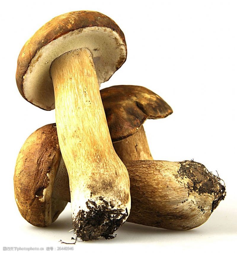 蘑菇菜蘑菇