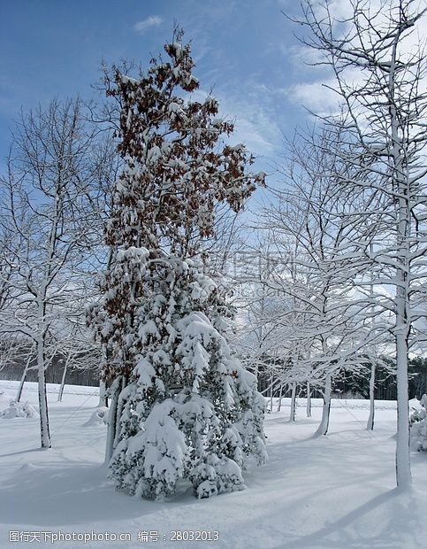 冰冻冬天的雪地与树木
