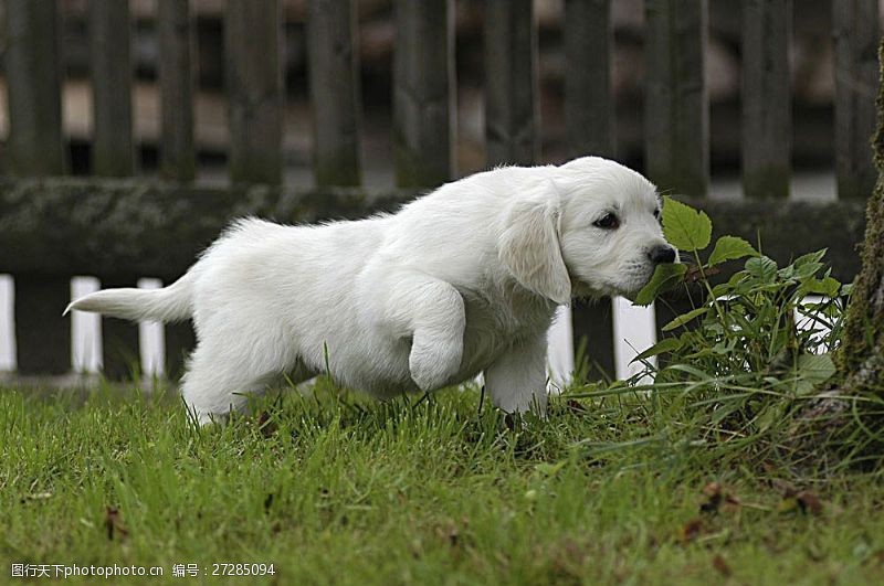 宠物动物名片奔跑的小白狗