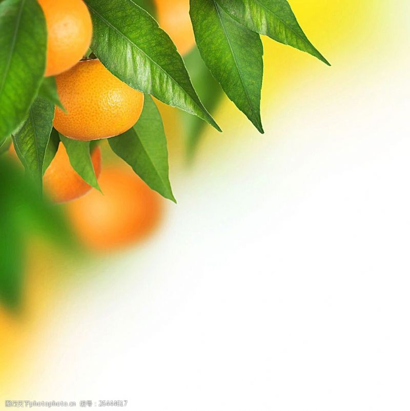 世界美食橙子