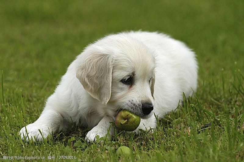 宠物名片草地上吃水果的狗