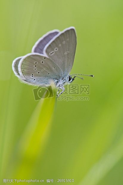 natural灰色白蛾在绿色草地上栖息