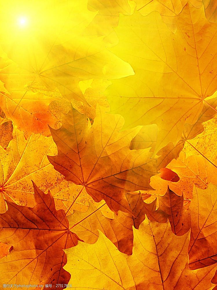秋季梦幻树叶背景树叶背景图片素材