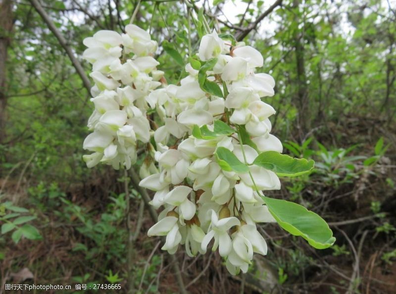 槐花高清写真图片免费下载_槐花高清写真素材_槐花高清写真模板-图行 