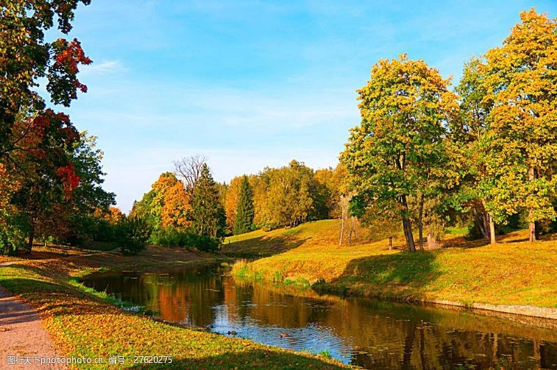 秋天枫林美丽的枫树林和湖水