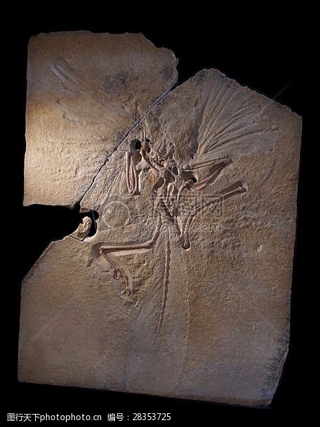 白垩纪化石上的始祖鸟