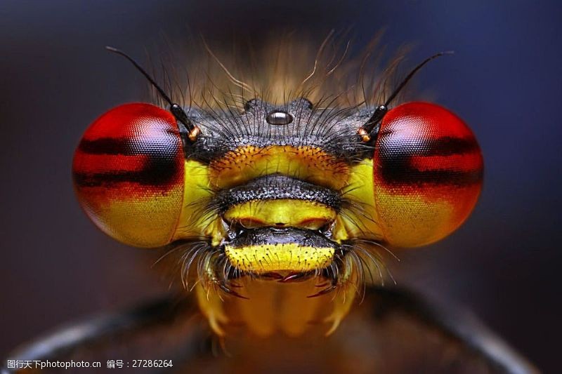 微生物蜜蜂眼睛昆虫摄影