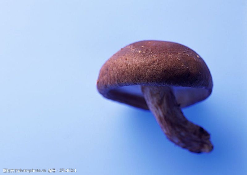蓝色蔬菜香菇摄影高清图片