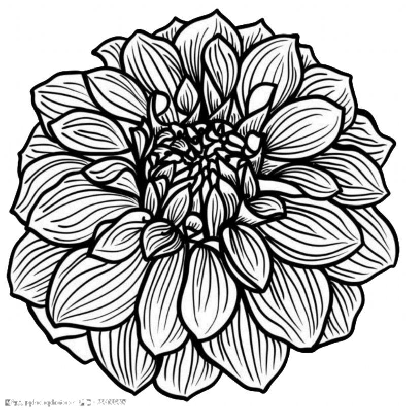 手稿简约黑色手绘菊花装饰元素