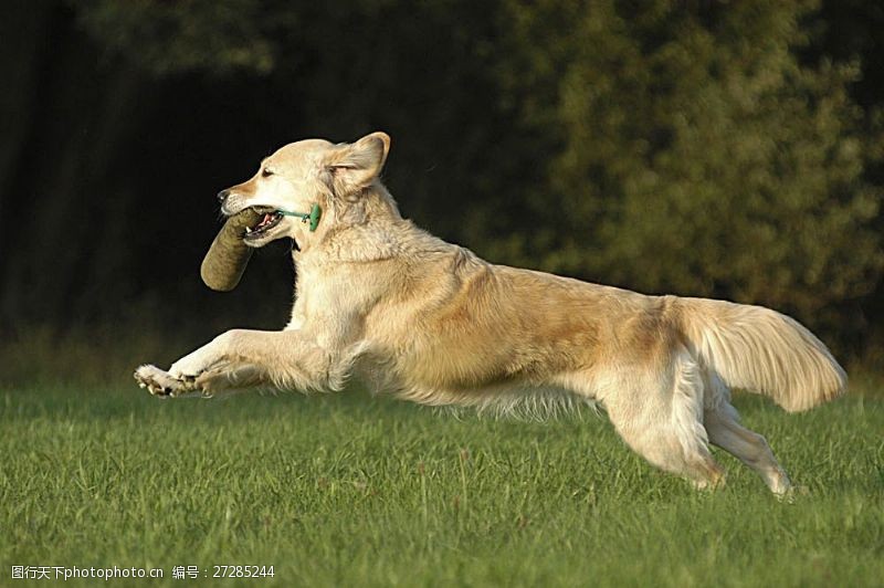 宠物动物名片草地上奔跑的狗