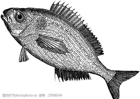 fish水生动物Fish鱼动物素描