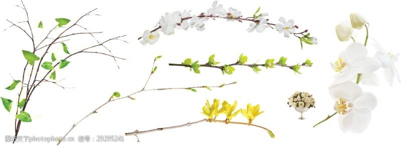 抠图专用树枝花卉装饰卡片元素透明素材