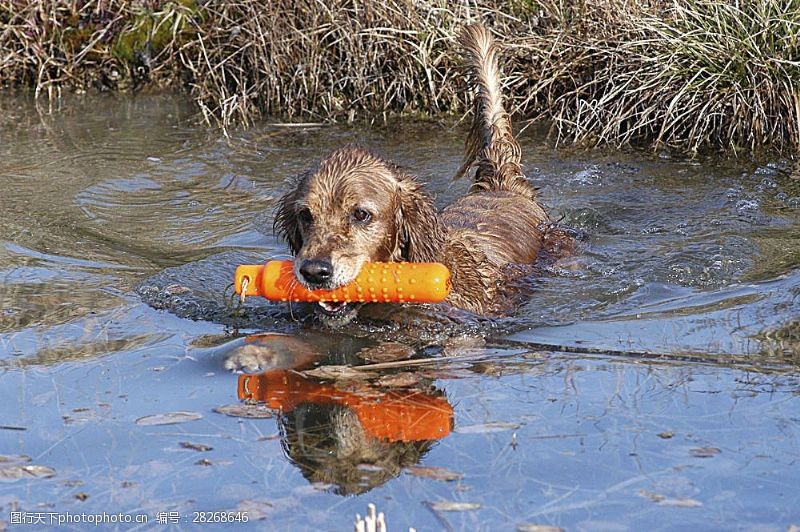 宠物动物名片游泳的狗狗