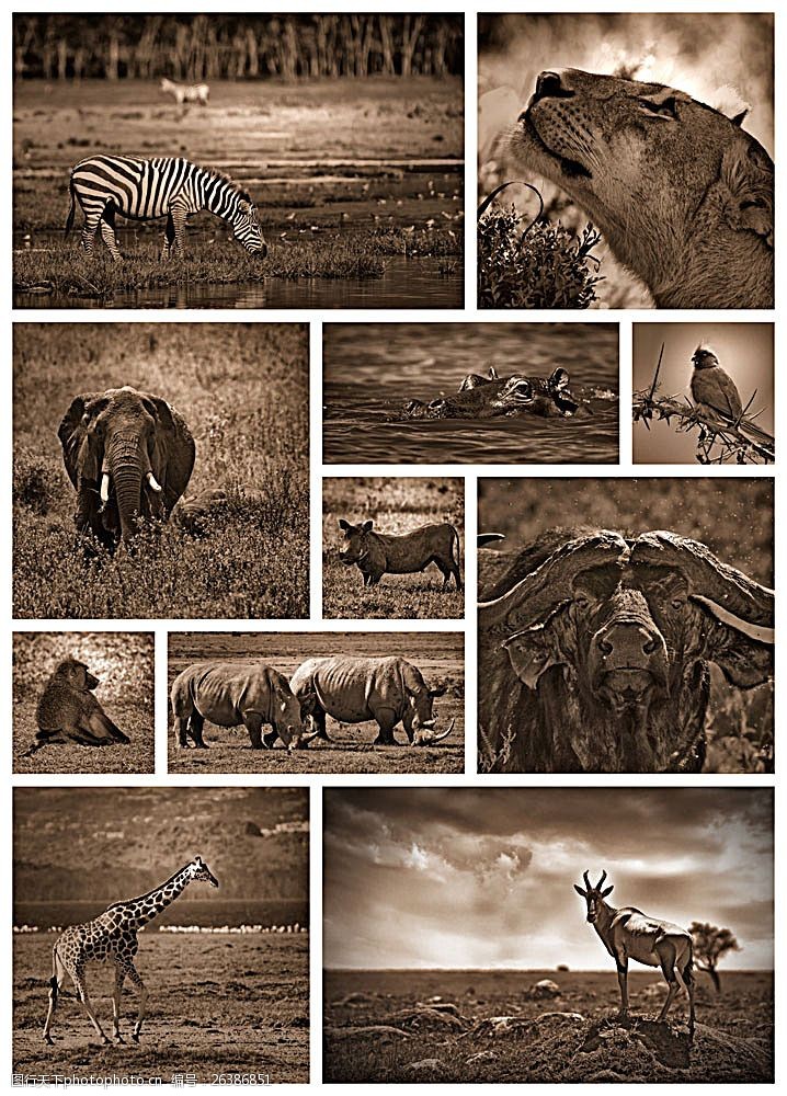 长颈鹿非洲动物摄影