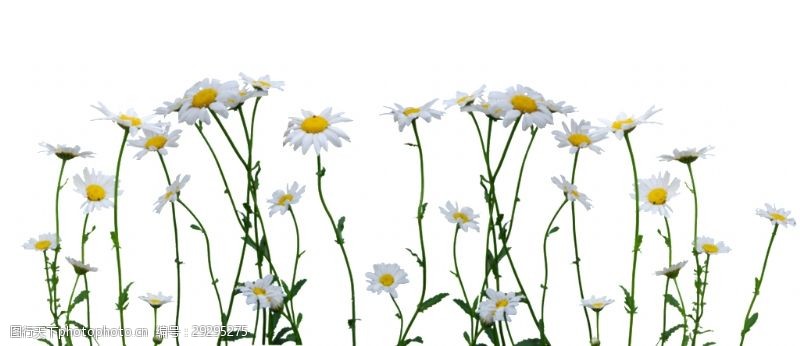 抠图专用可爱洁白花卉透明素材