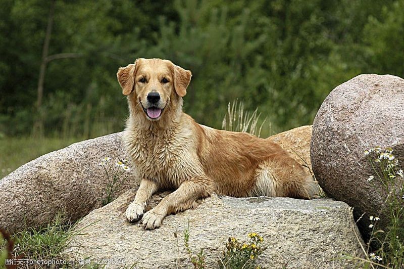 宠物动物名片趴在石头上的狗