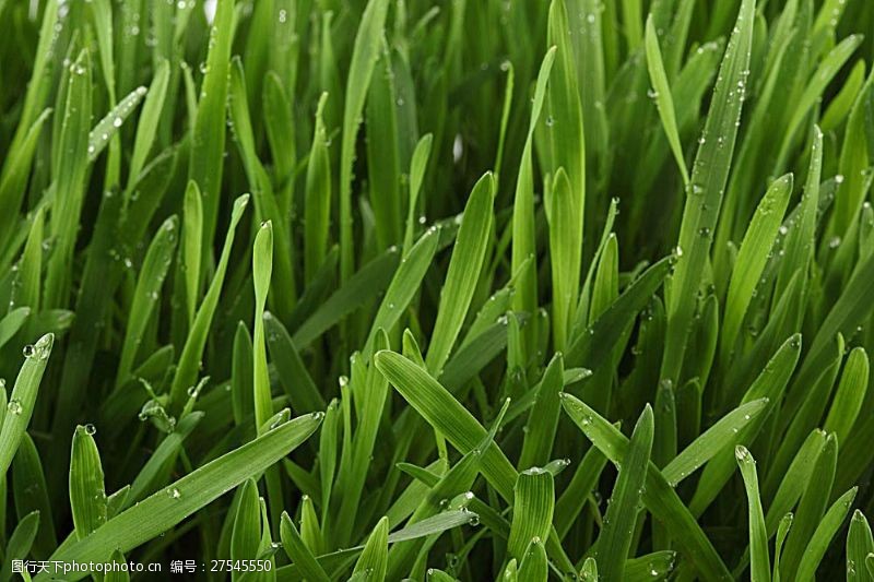 小青草草地绿叶水珠