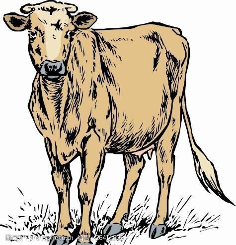 常见动物牛