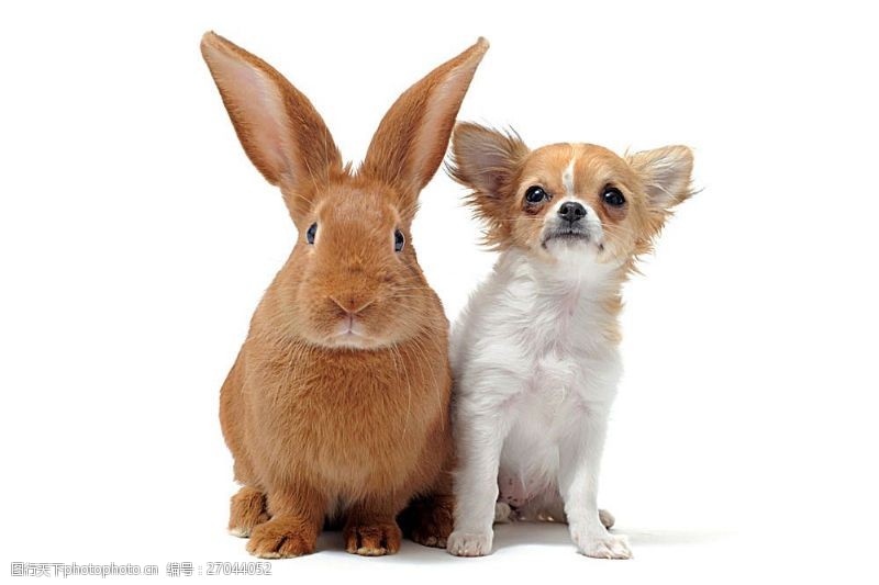 宠物名片兔子与小狗