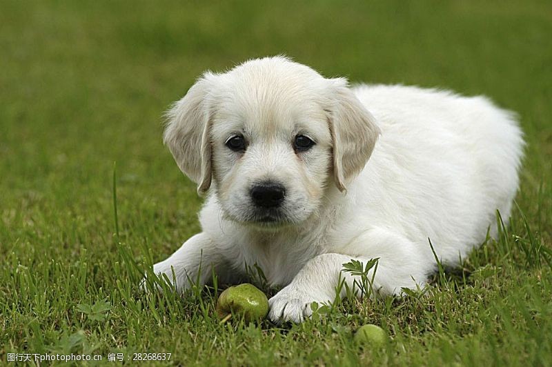 宠物动物名片草地上玩耍的小狗