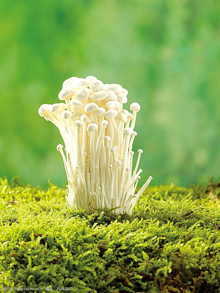 蘑菇菜长在草地上的金针菇