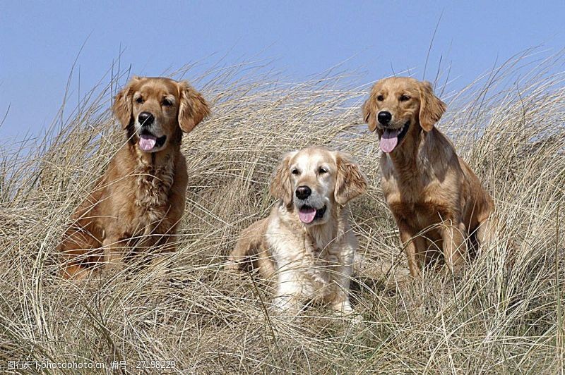 可爱名片枯草丛中的三只狗