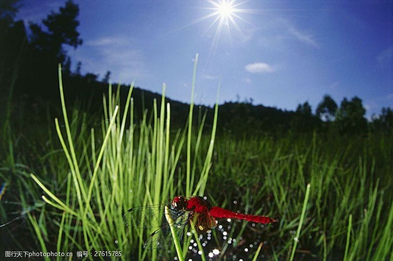 环境日绿叶上的红蜻蜓