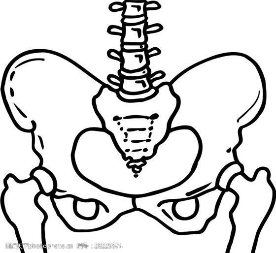 骨骼结构图人体骨骼结构模型矢量素材eps格式0036