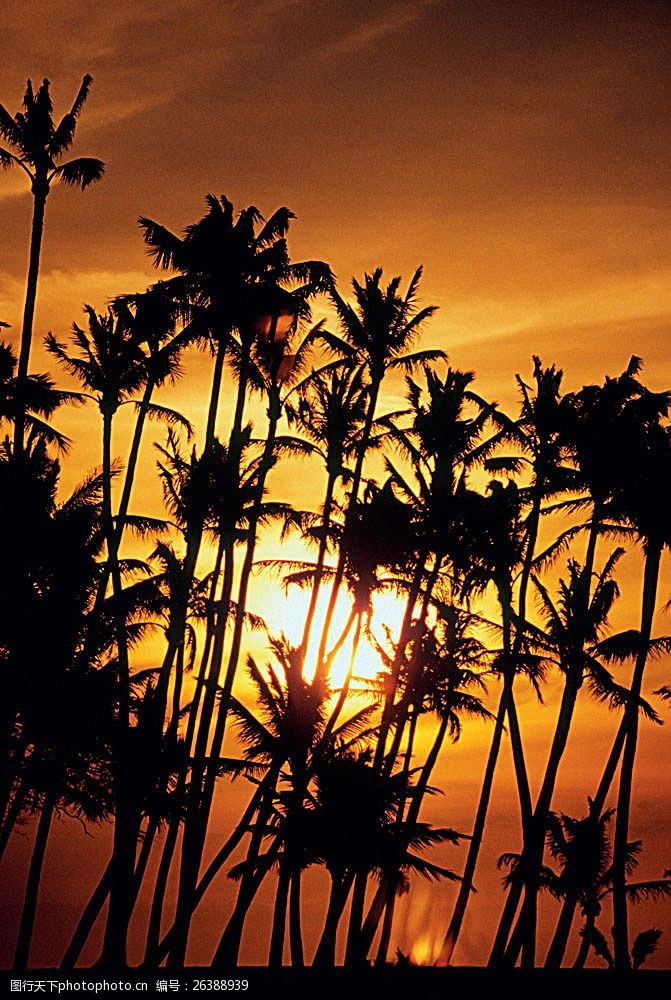 黑色的剪影夕阳下的椰树剪影