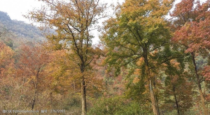 秋天枫林自然风景秋天枫树林图片
