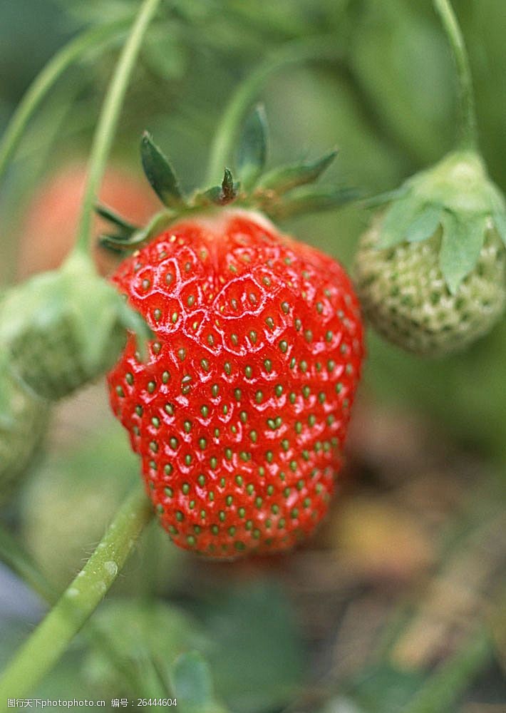 世界美食草莓高清摄影图片