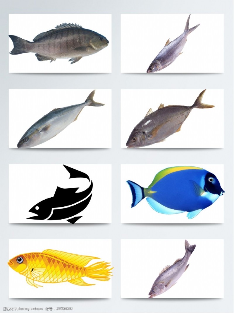 多种图案常见简单多种鱼类透明素材合集