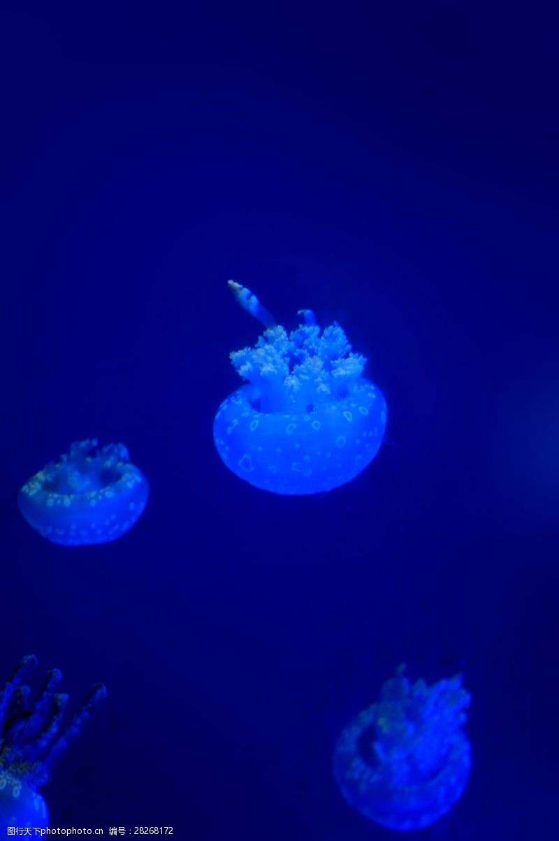 蓝色海底的水母海底透明的水母