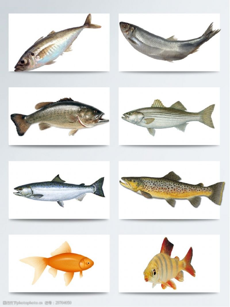 多种图案可爱品种多类的鱼类透明素材合集