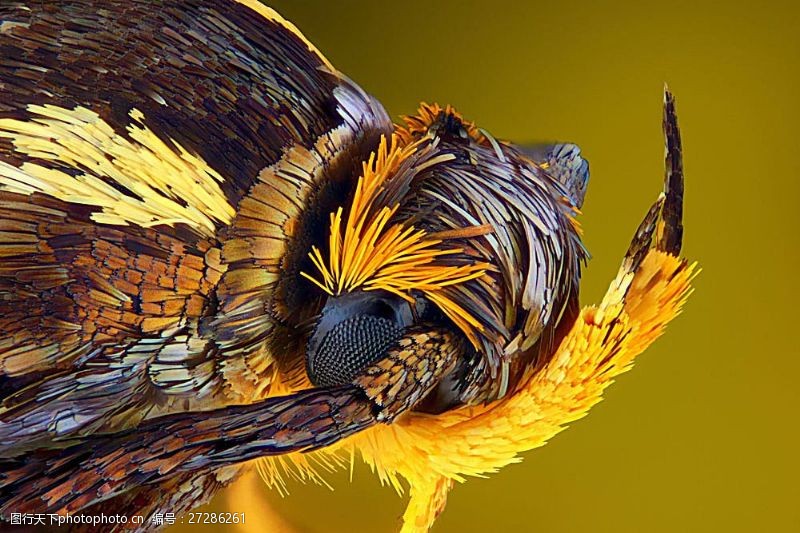 微生物蜜蜂类昆虫微距