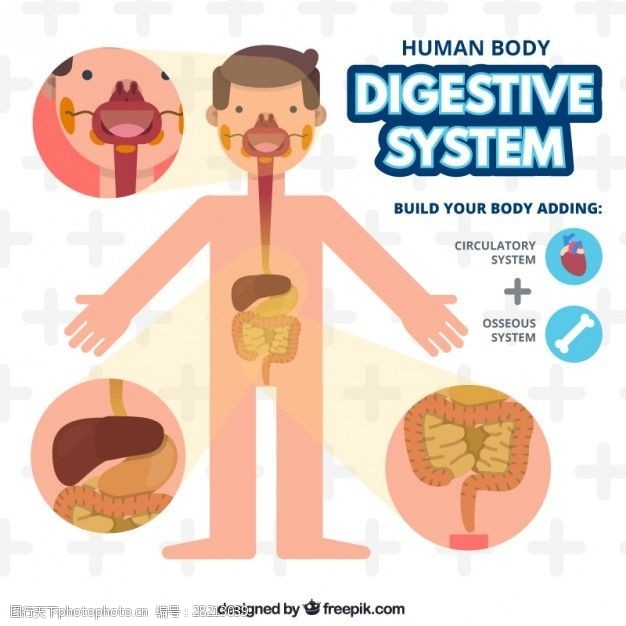 人体消化系统